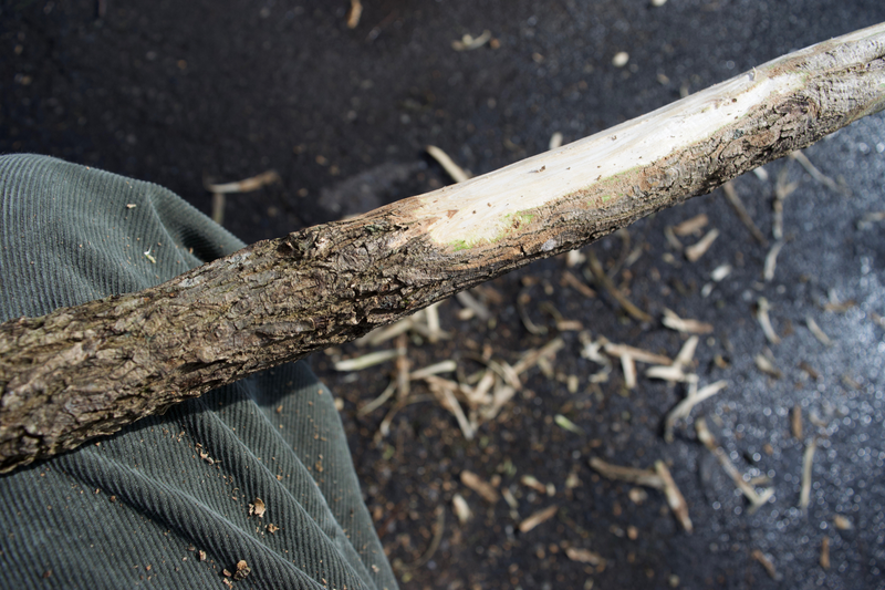 Illustration for article titled made a walking stick